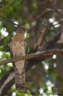 Common Hawk Cuckoo