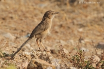 Common Babbler