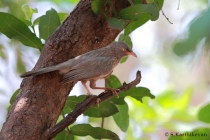 Jungle Babbler