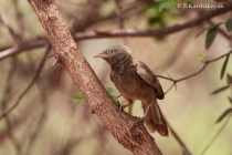 White-headed Babbler