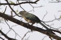 Small Greenbilled (or Bluefaced) Malkoha