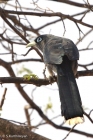 Small Greenbilled (or Bluefaced) Malkoha