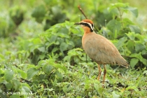 Indian Courser