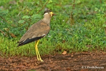 Indian Courser