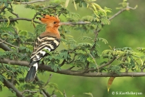Hoopoe