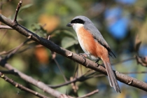 Grey-backed Shrike
