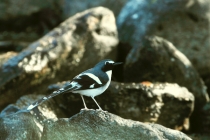 Slaty-backed Forktail