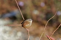 Hill Prinia