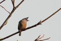 Stripe-throated Yuhina