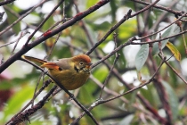 Bar-throated Minla