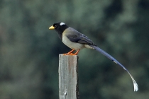Yellow-billed Blue Magpie