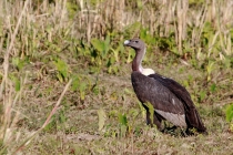 White-rumped Vulture