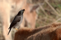 Jungle Myna