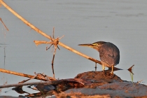 Striated Heron