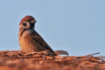 Eurasian Tree Sparrow