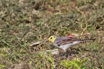 Citrine Wagtail