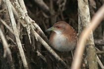 Baillon's Crake