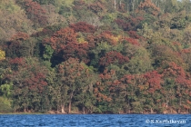 Bhadra Tiger Reserve