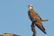 Osprey