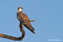 Osprey