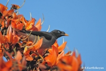 Jungle Myna and Butea blossoms