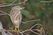 Pond Heron