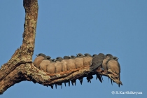 Ashy Wood Swallows