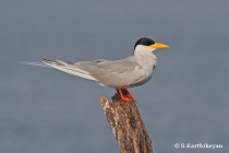 River Tern
