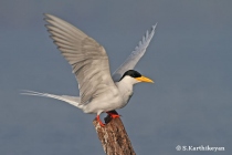 River Tern