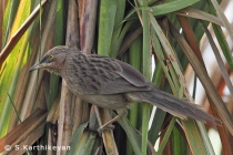 Striated Babbler