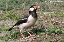 Asian Pied Starling