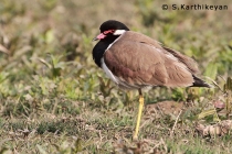 Red-wattled Lapwing