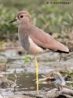 White-tailed Lapwing