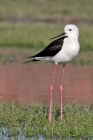 Black-winged Stilt