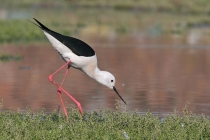 Black-winged Stilt