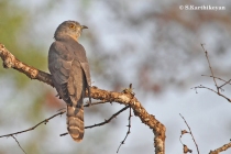 Common Hawk Cuckoo