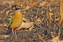 Indian Pitta