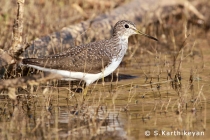 Wood Sandpiper