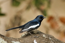 Magpie Robin