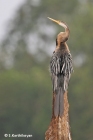 Darter
