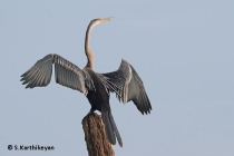 Darter
