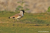 River Lapwing