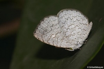 Apefly ventral 3 copy_51_116