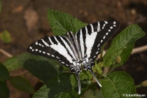 Spot Swordtail