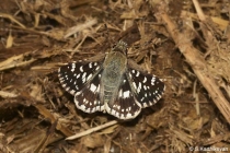 Indian Skipper