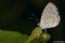 Tiny Grass Blue