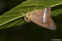 Common Banded Awl