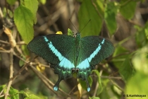 Common Banded Peacock
