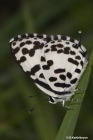 Common Pierrot-5 copy_54_119