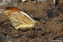 Great Orange Tip